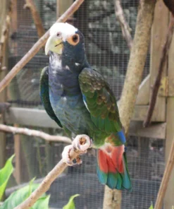 White Capped Pionus For Sale