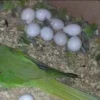 Amazon Parrot Eggs For Sale
