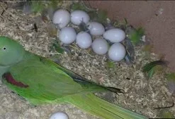 Amazon Parrot Eggs For Sale