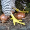 Falcon Eggs (Fertile) For Sale