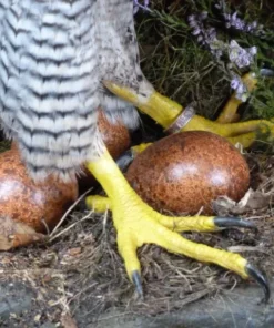 Falcon Eggs (Fertile) For Sale