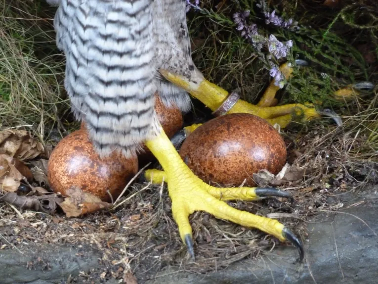 Falcon Eggs (Fertile) For Sale
